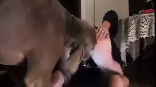 أفلام جنسية مع الحيوانات: كلب ينيك نساء راضيات