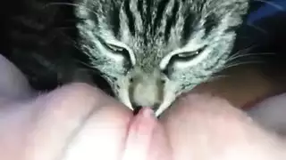 فانتازيا حيوانية إكس إكس إكس: قطط بنات في الشبق