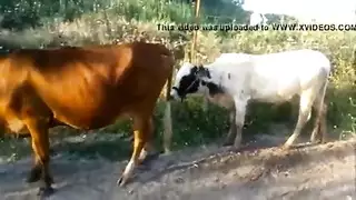 جنس حظيرة: غرائز الحيوانات المُطلَقة