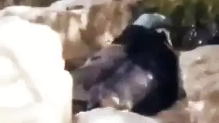 مصري زانق حبيبتة