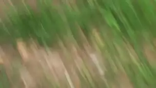 بورن مع فتاة لاتينية مثالية: تختنق من القضيب وتحبه