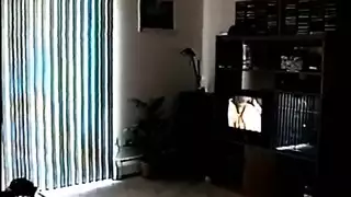 الديك صغير الثدي العملاقة طرفة عين